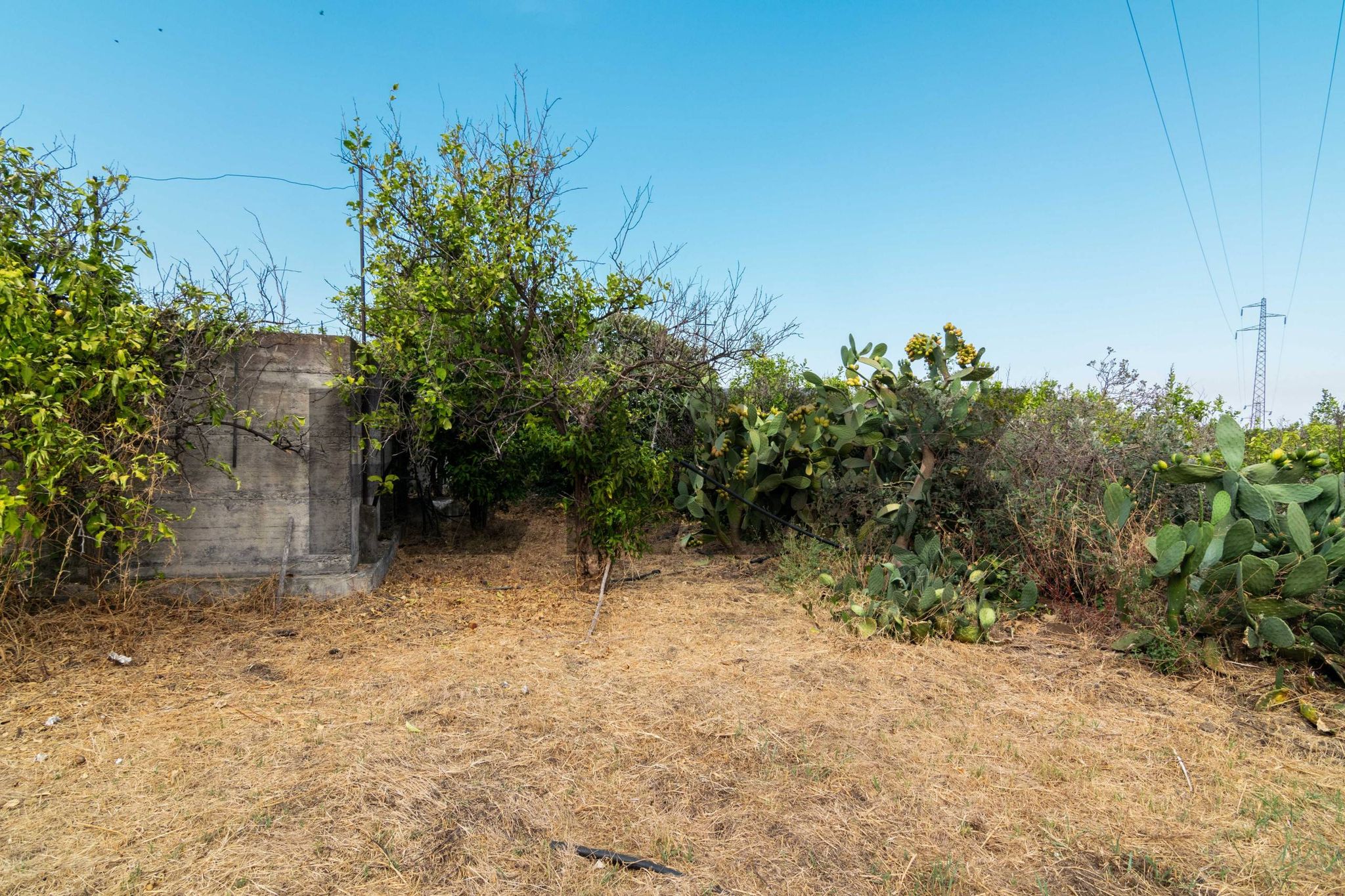 Giardino