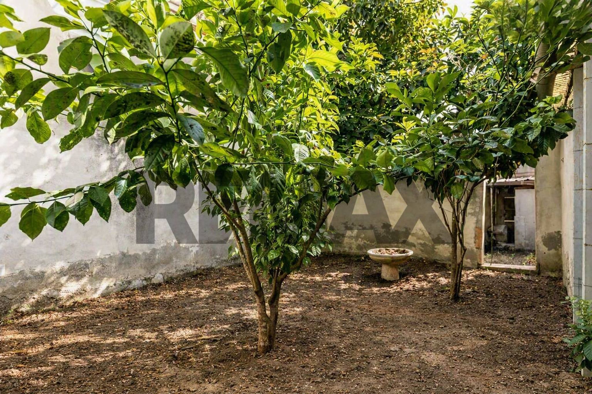 Giardino