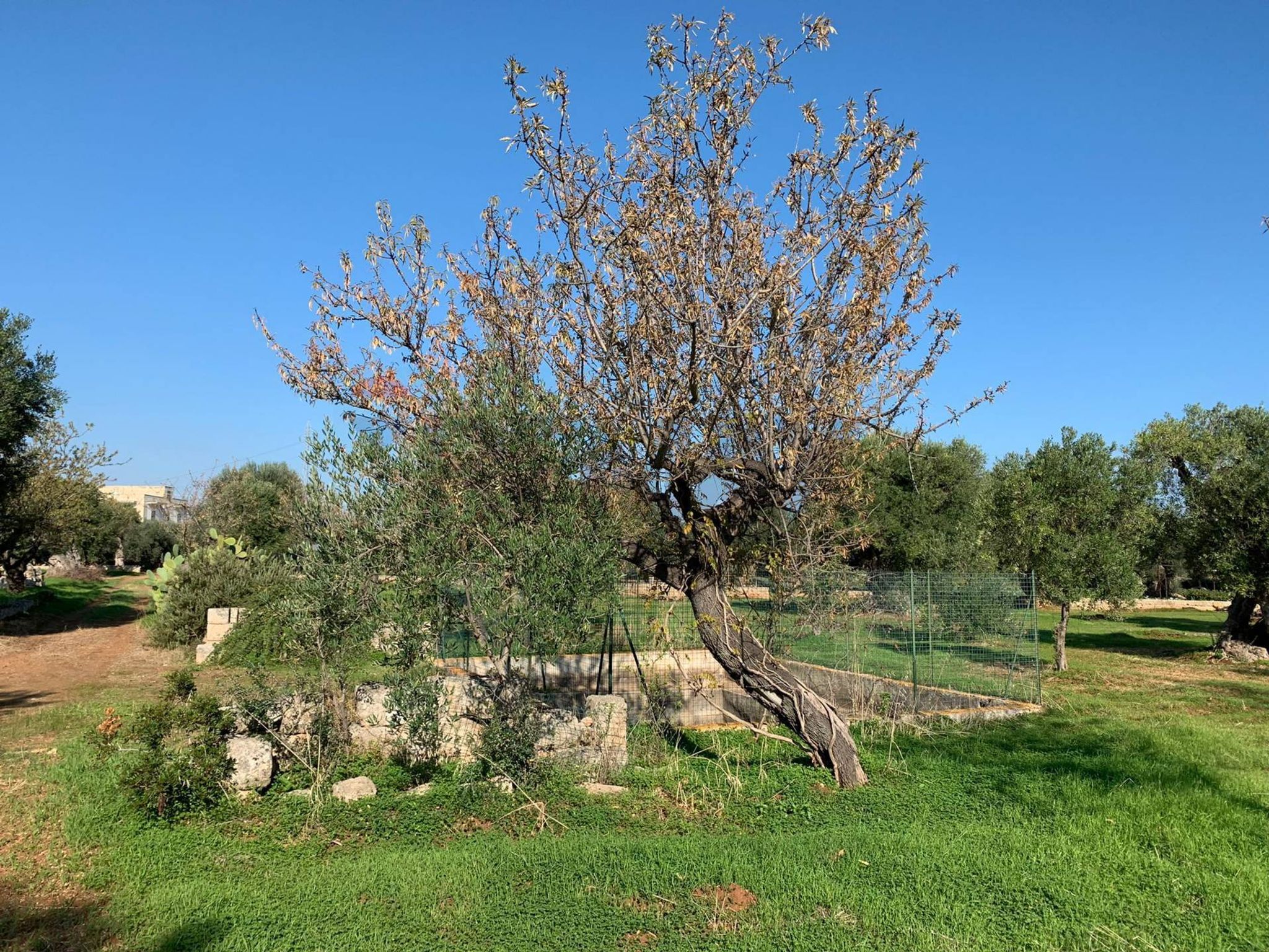 Giardino