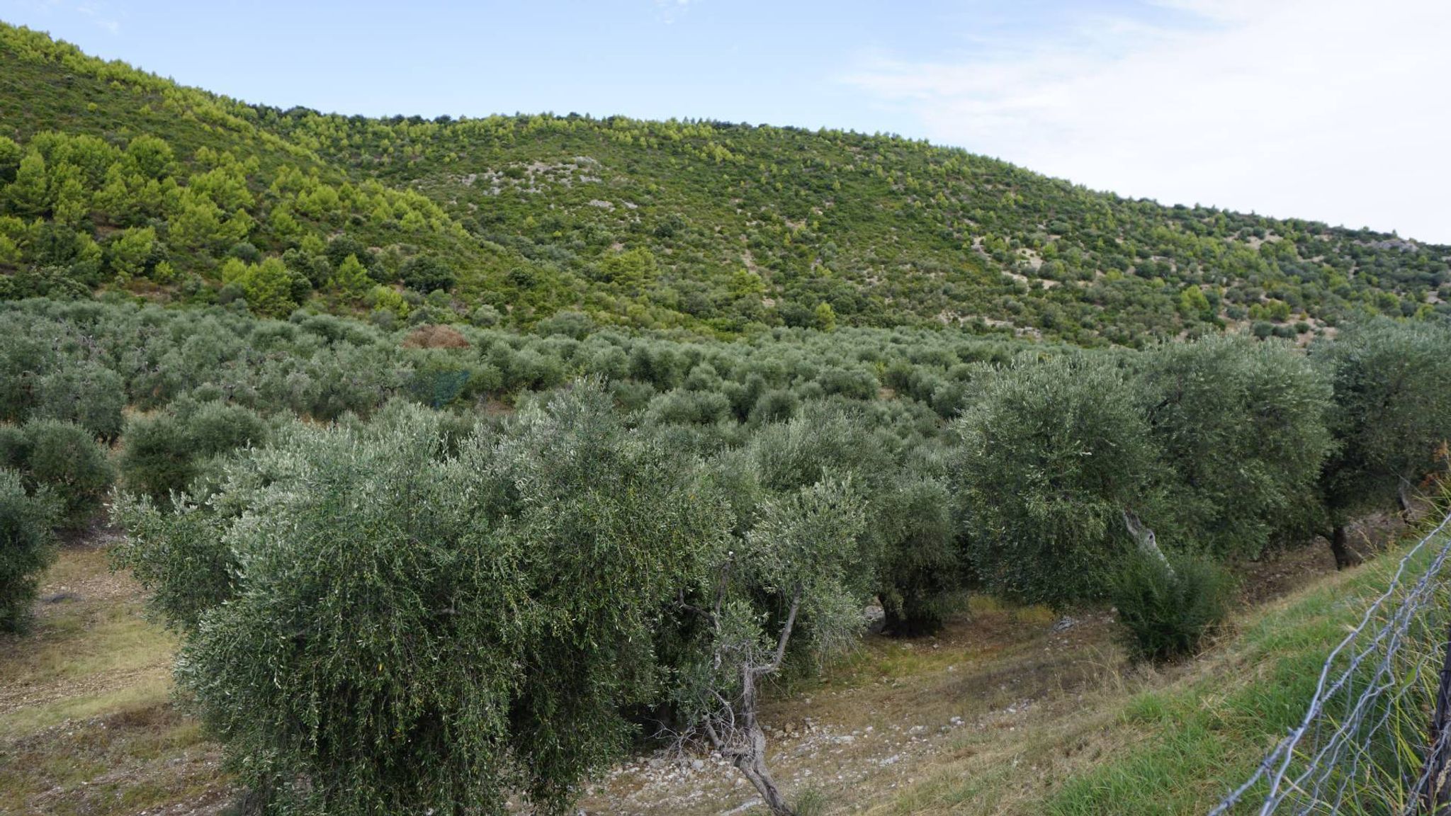 terreno