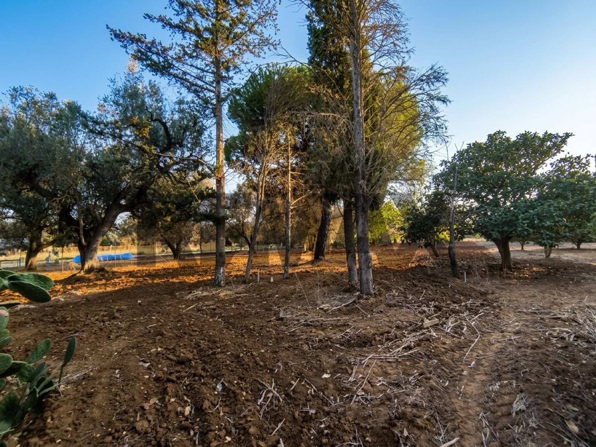 Giardino