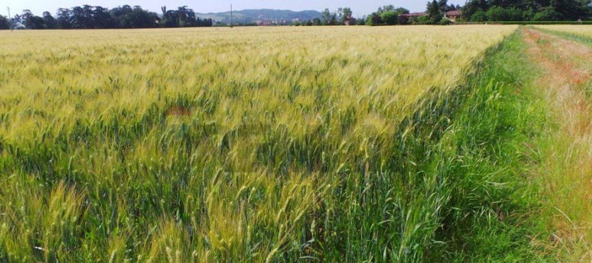 terreno