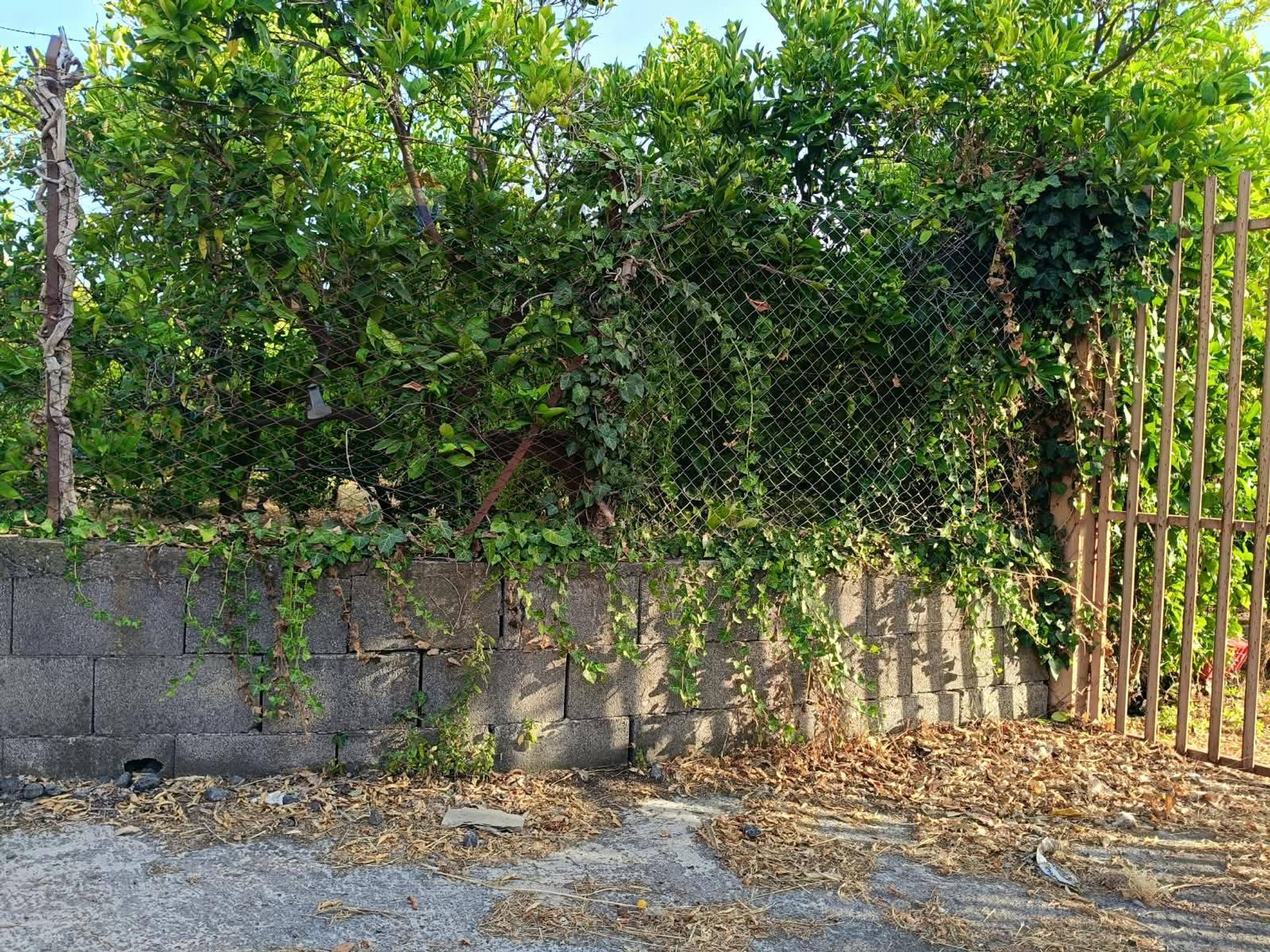 Giardino