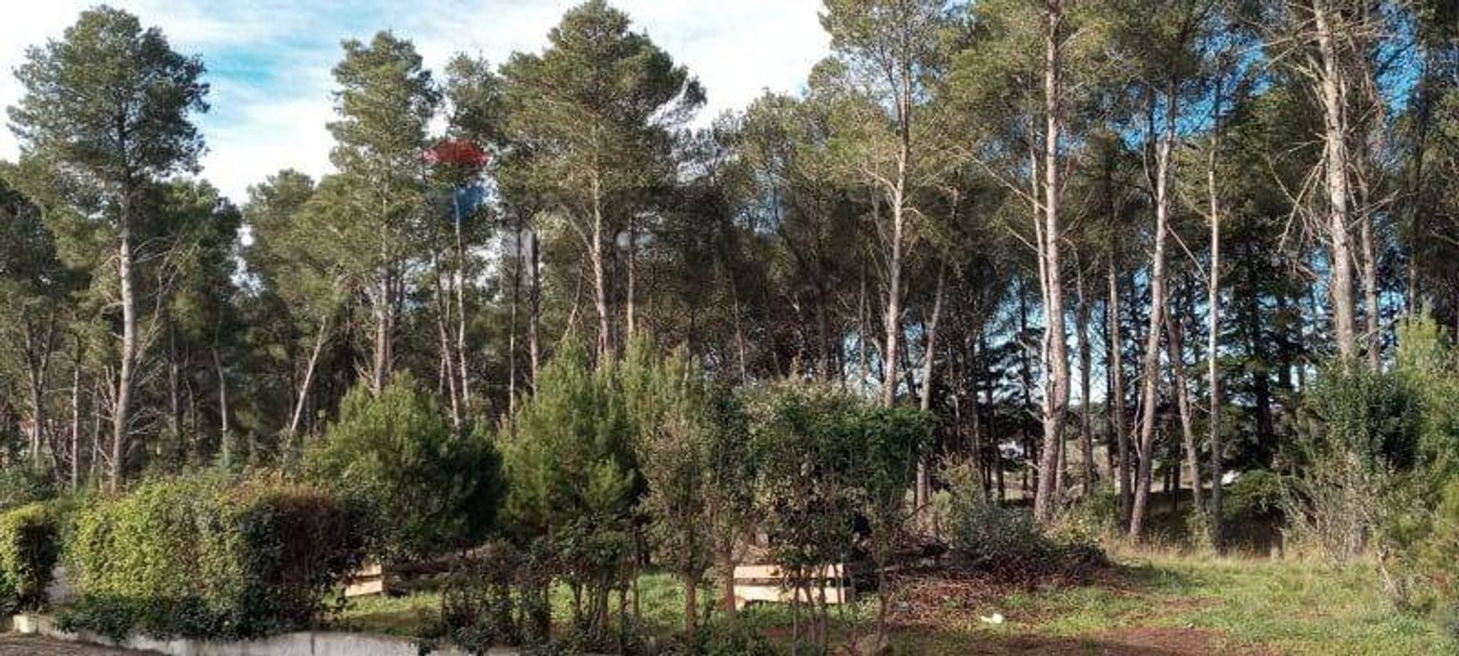 Giardino