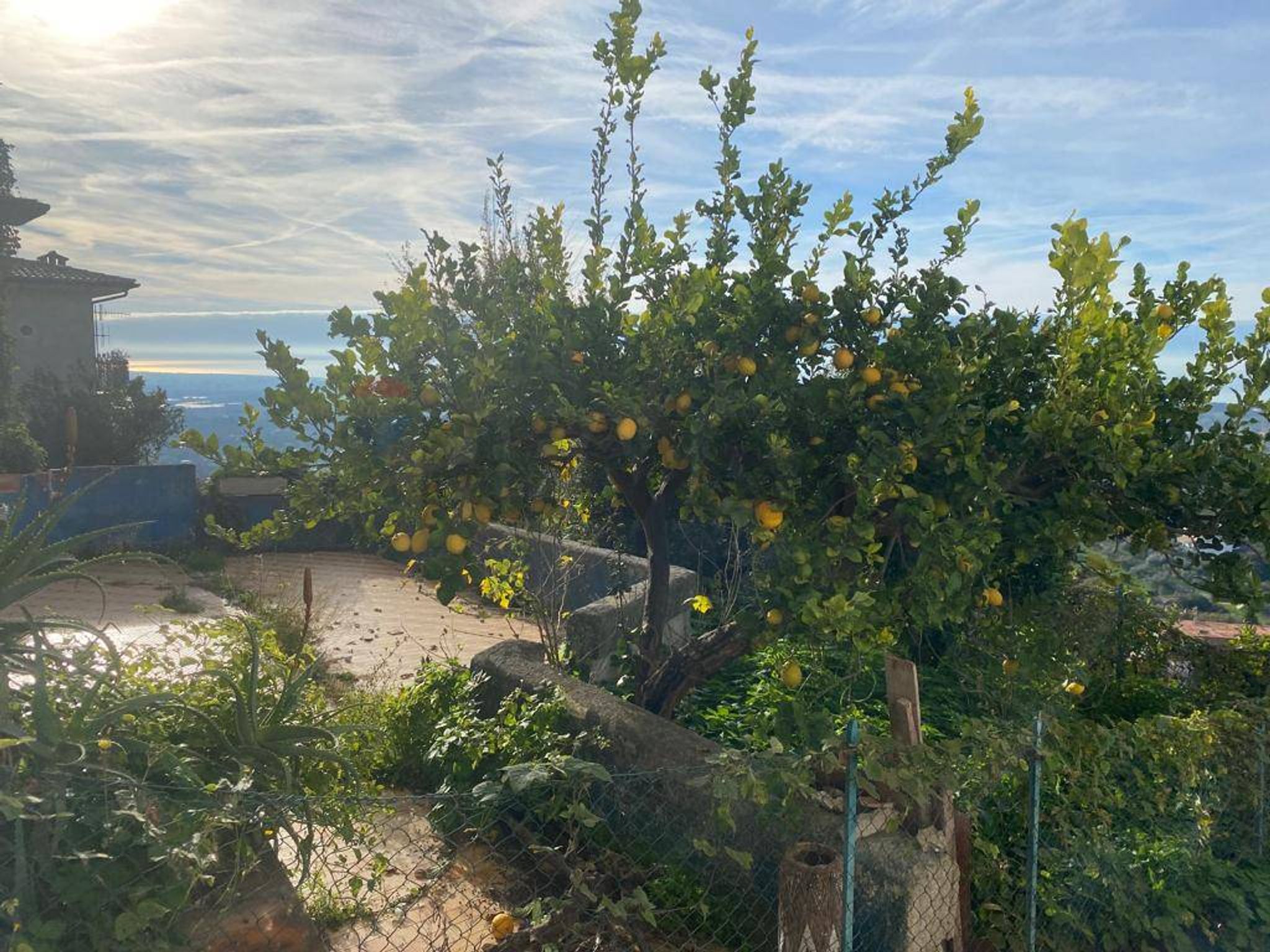 Giardino