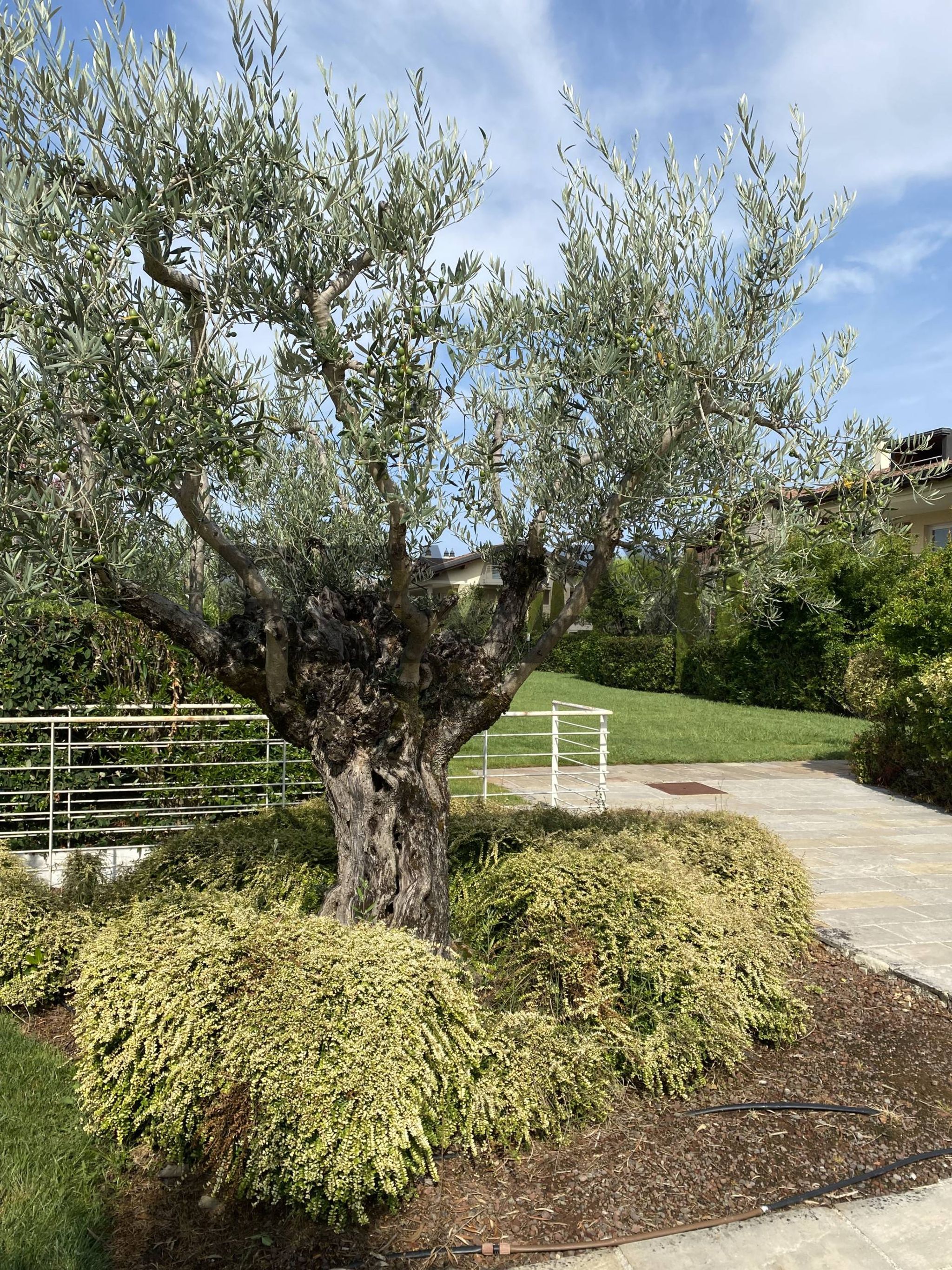 Giardino