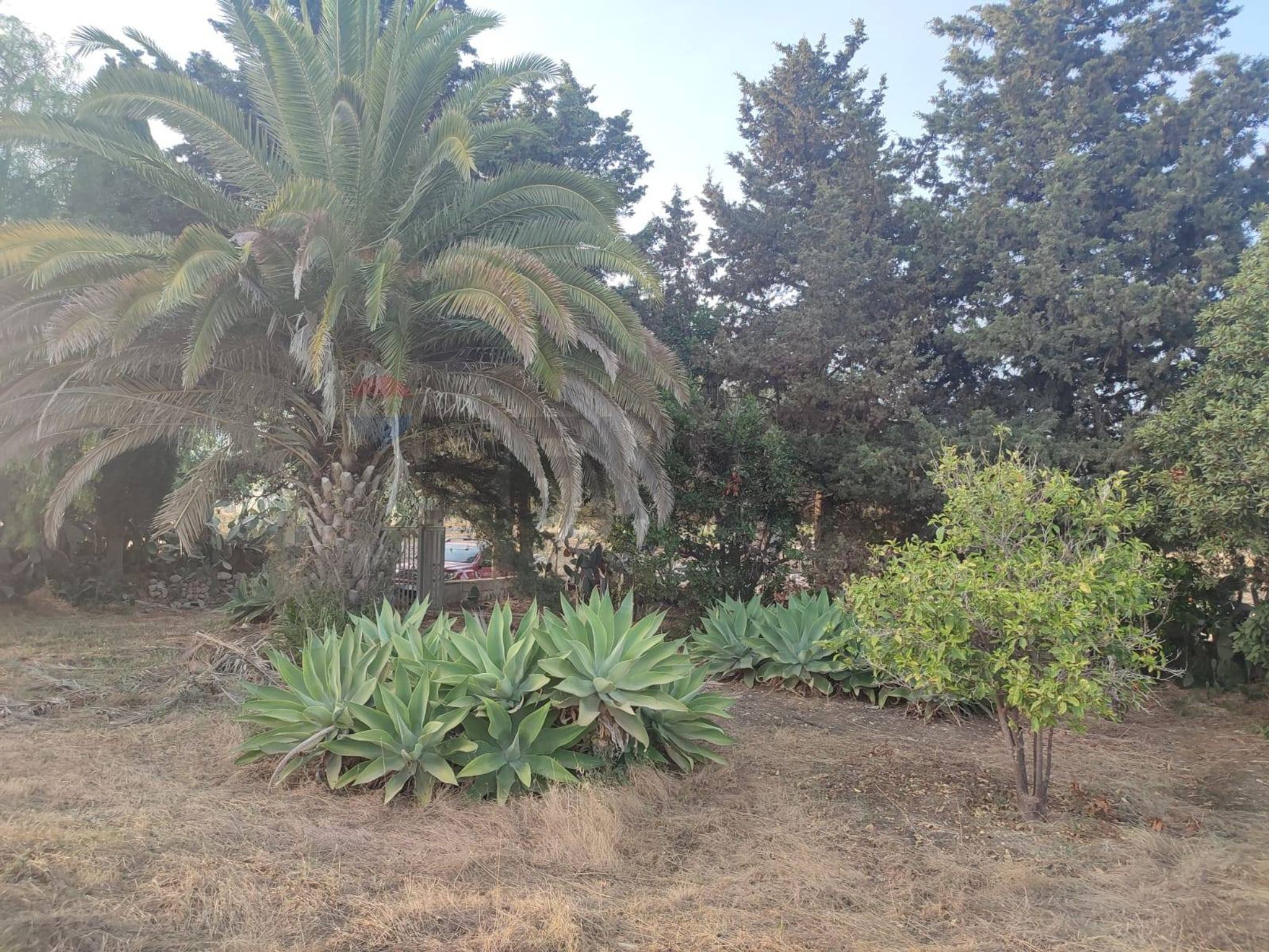 Giardino