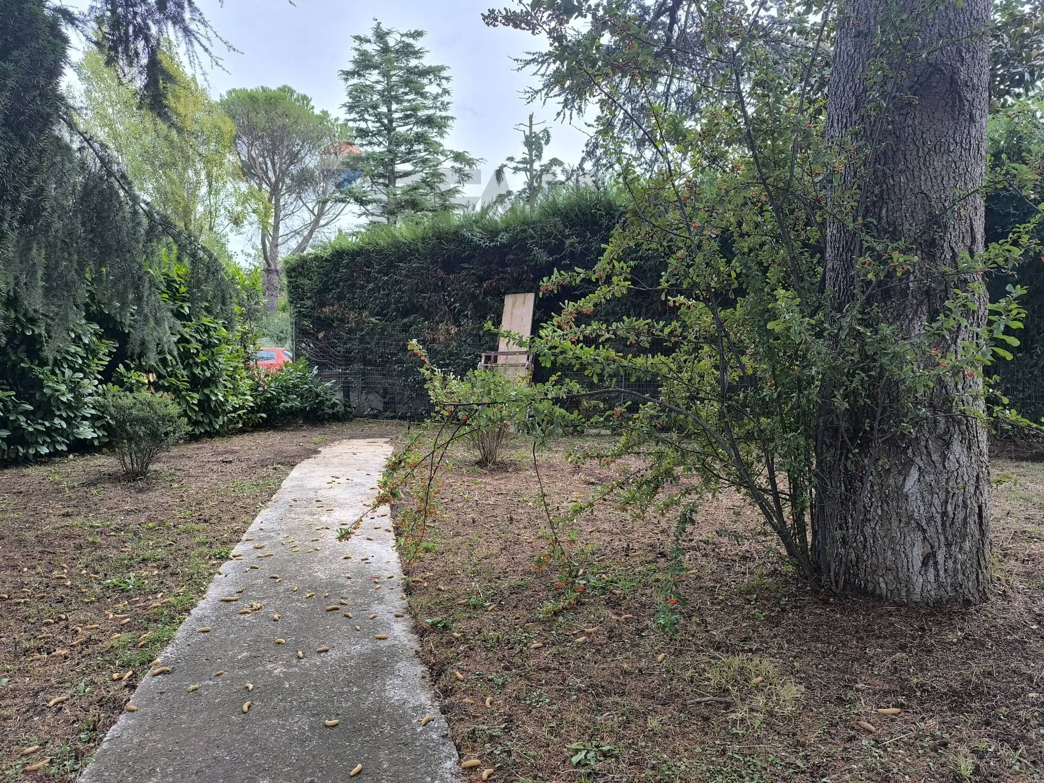 Giardino