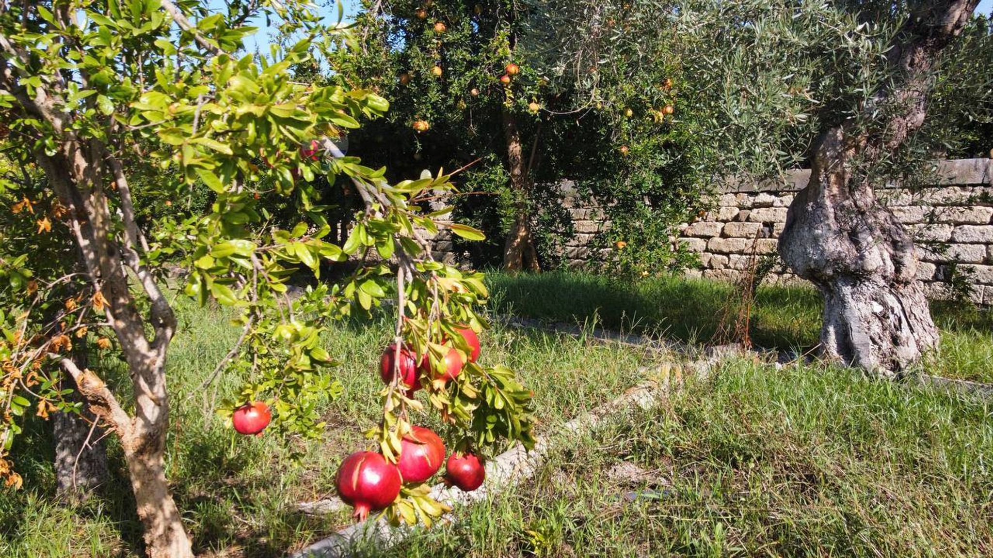 Giardino