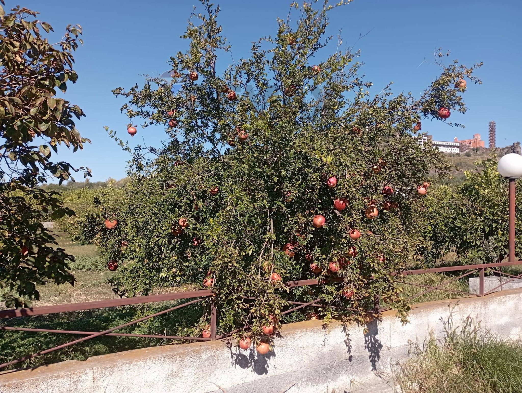 Foto principale