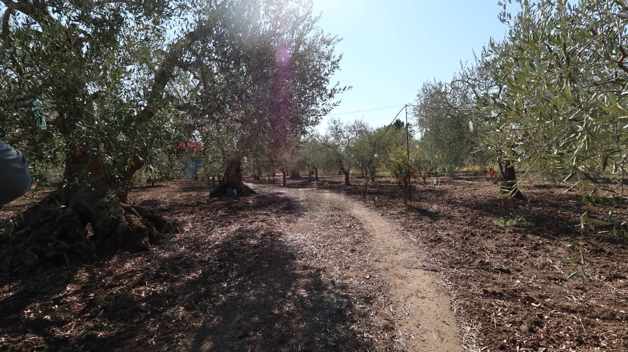 Giardino