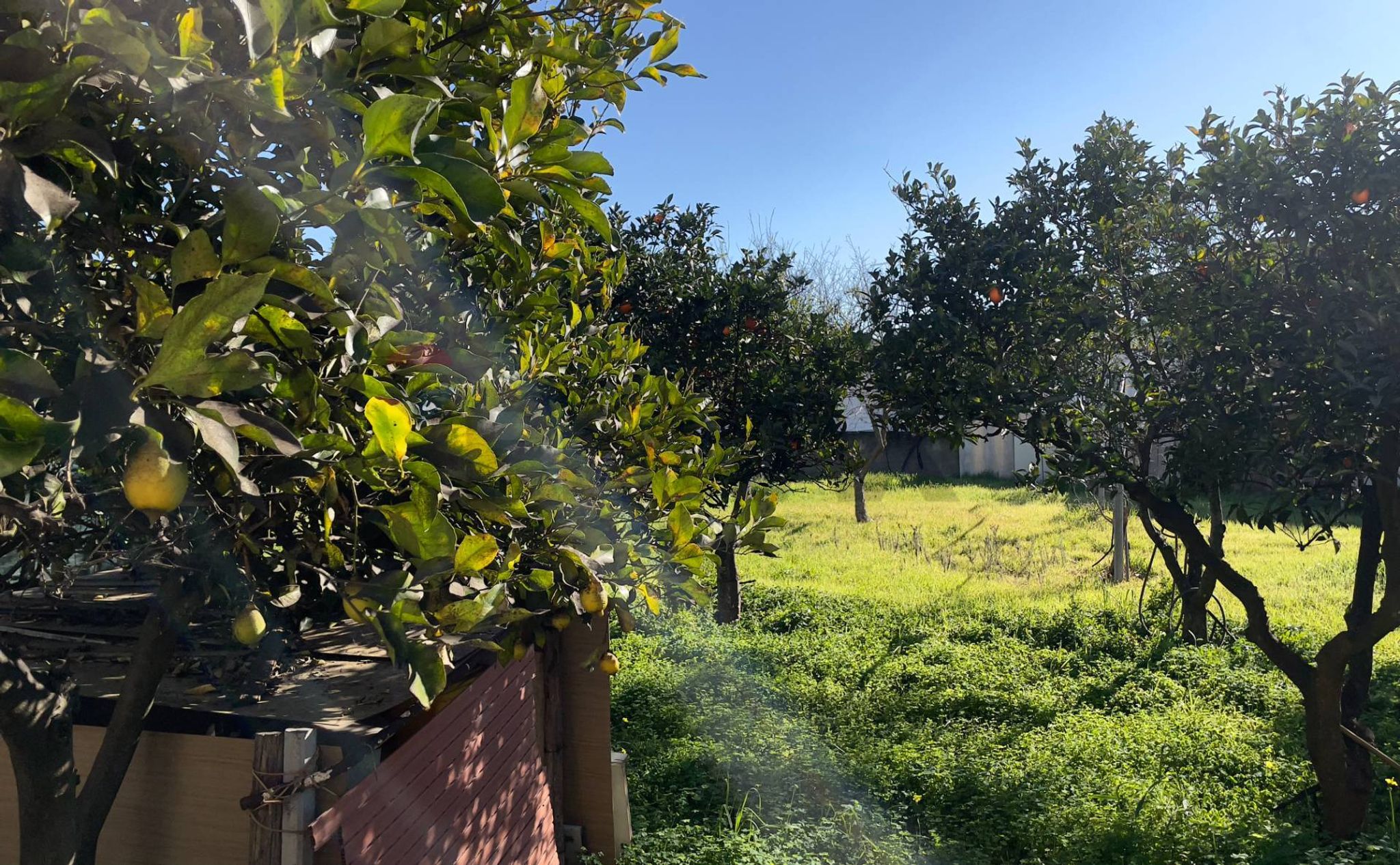 Giardino