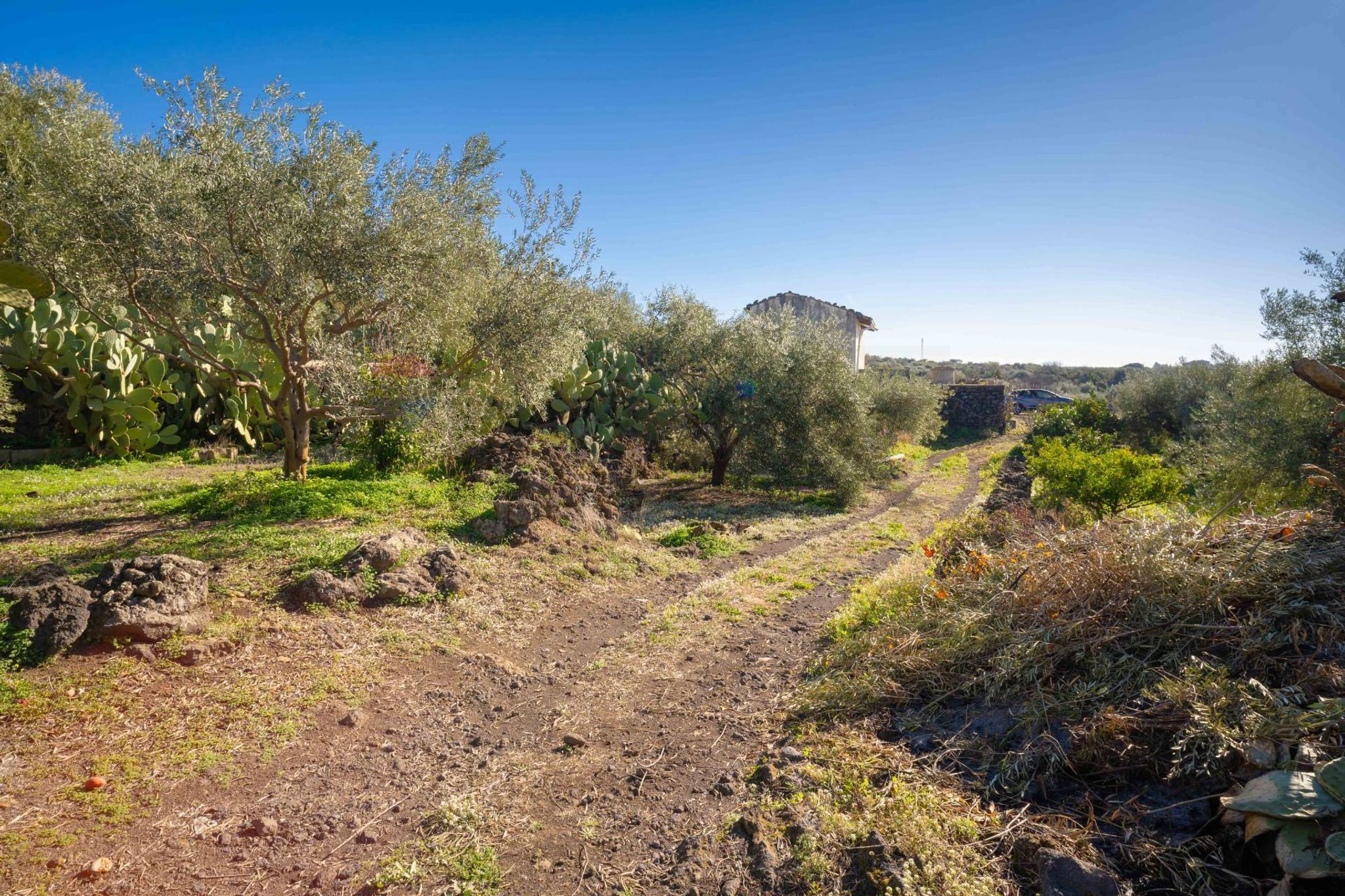 Giardino