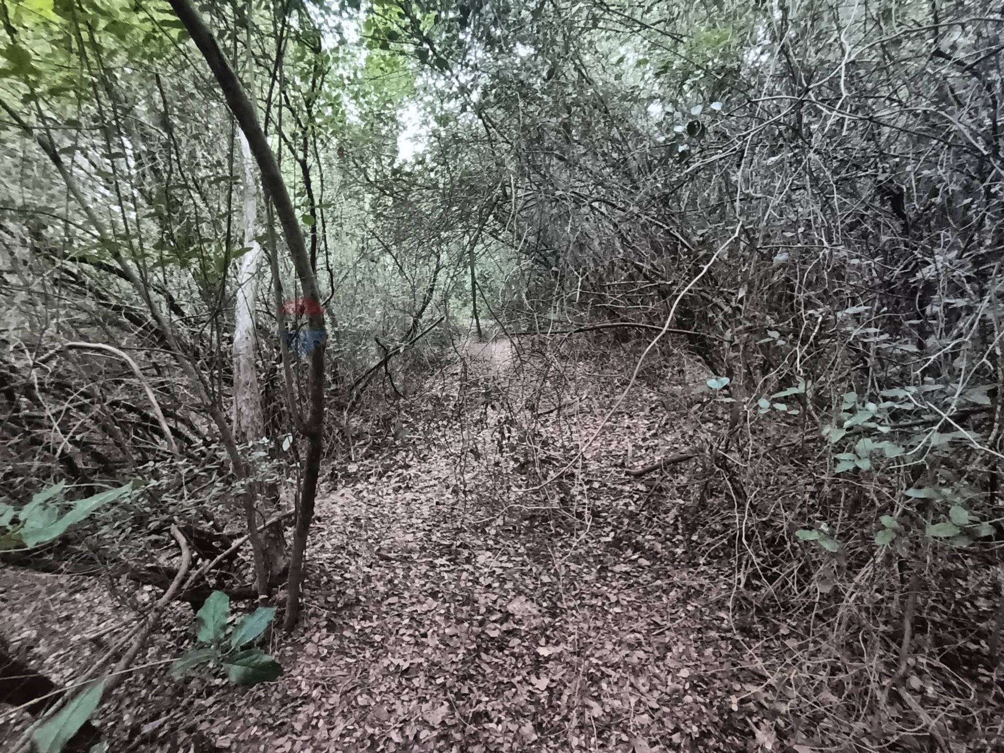 TERRENO BOSCHIVO