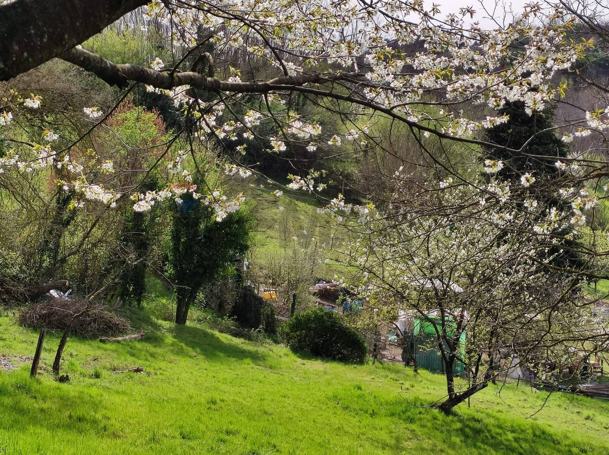 Giardino