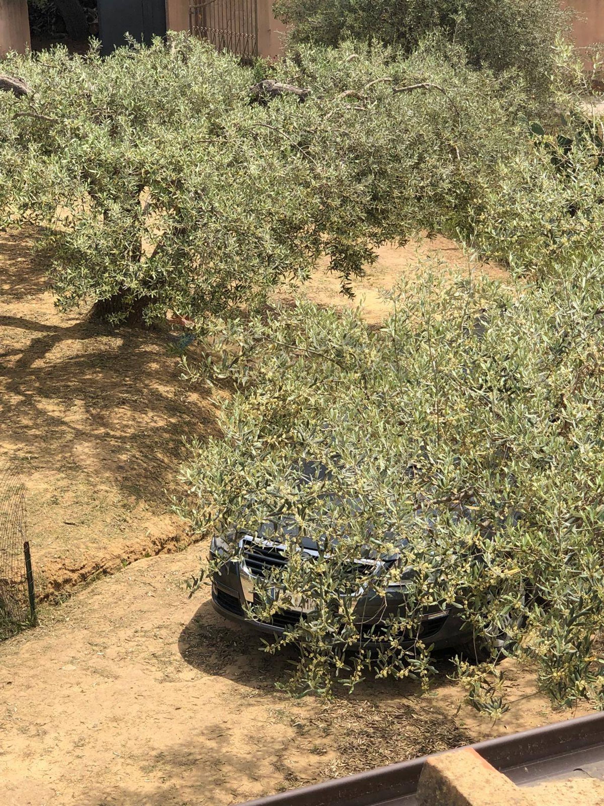 Giardino