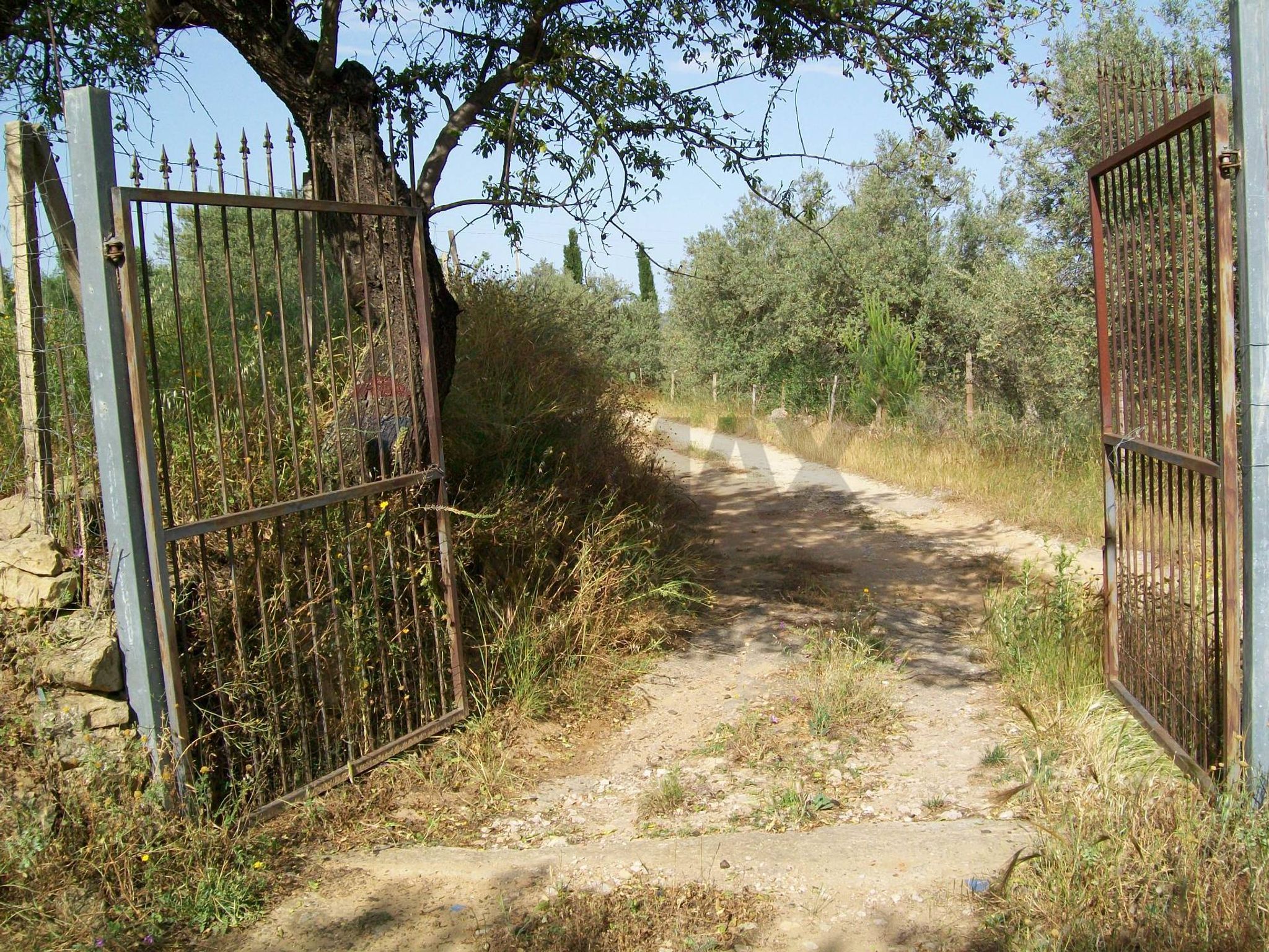 Giardino