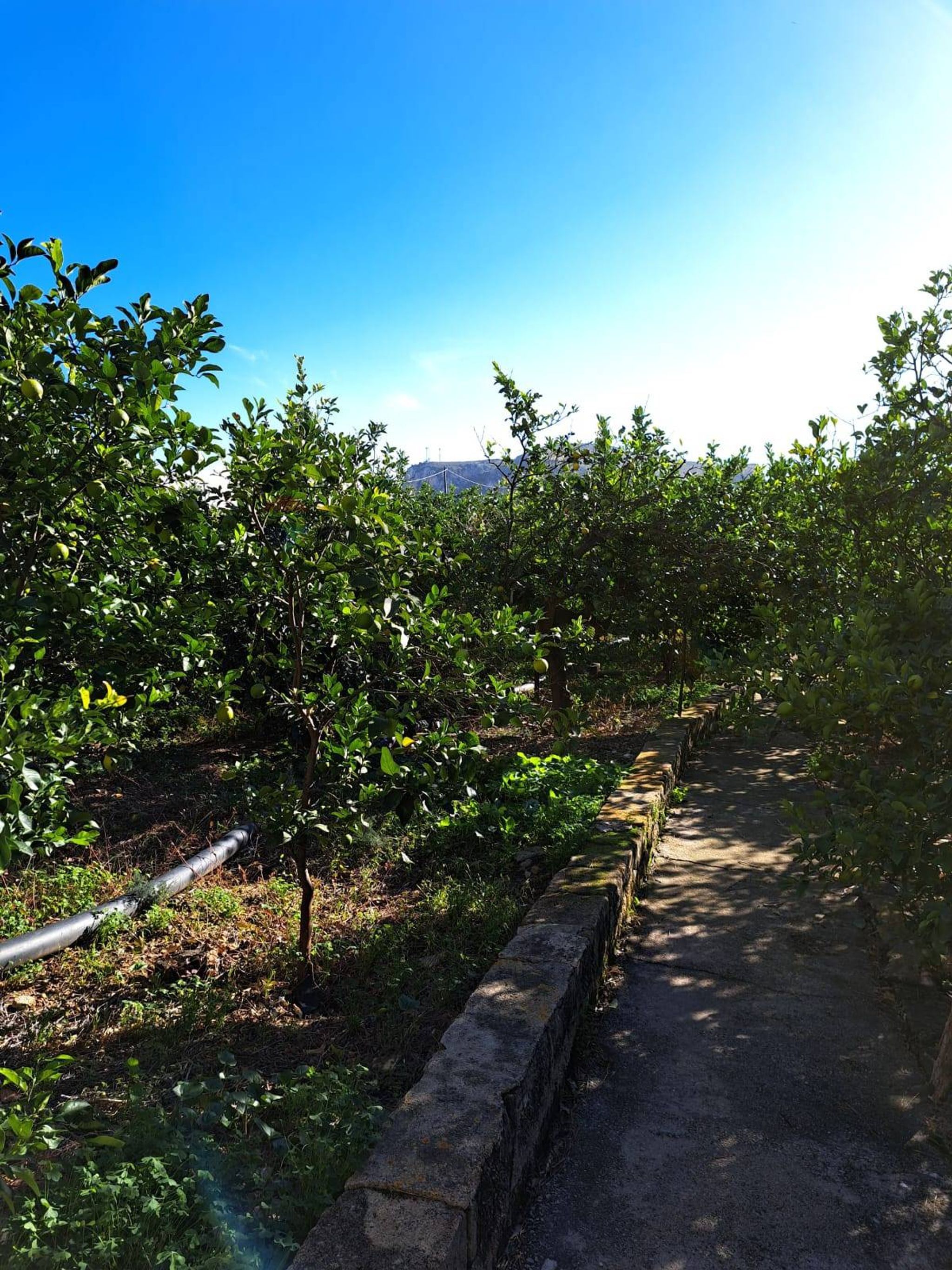 Giardino