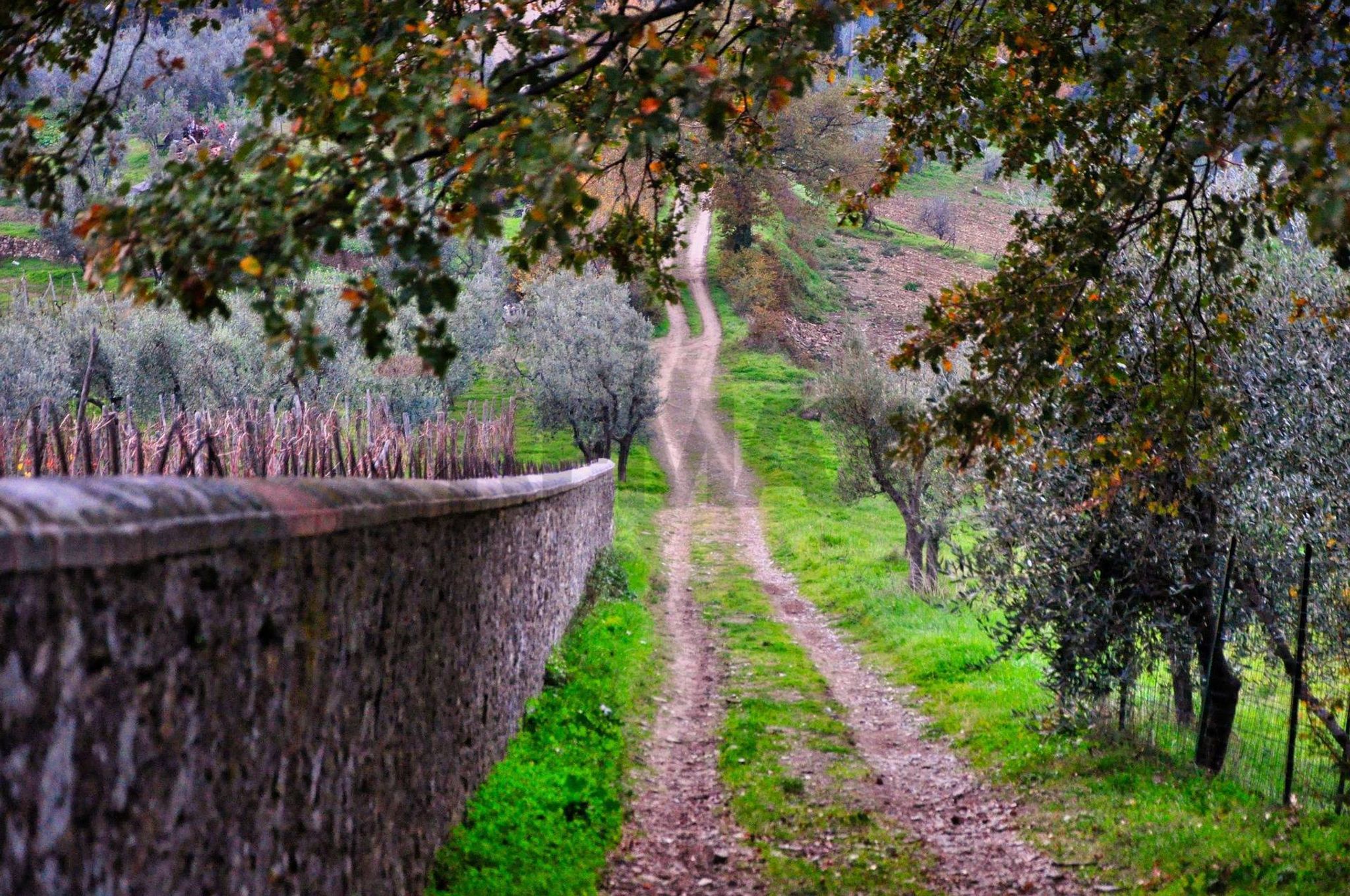 Giardino