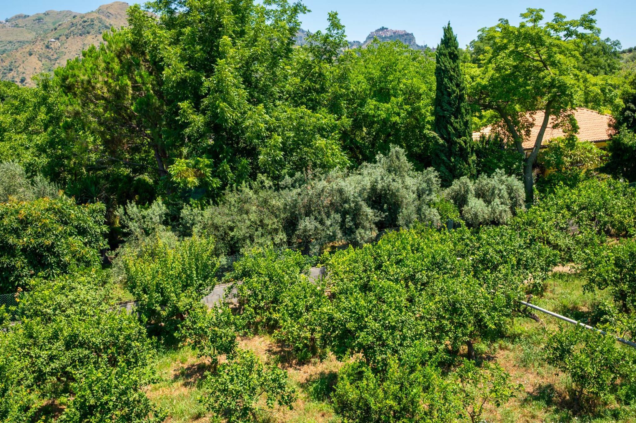 Giardino
