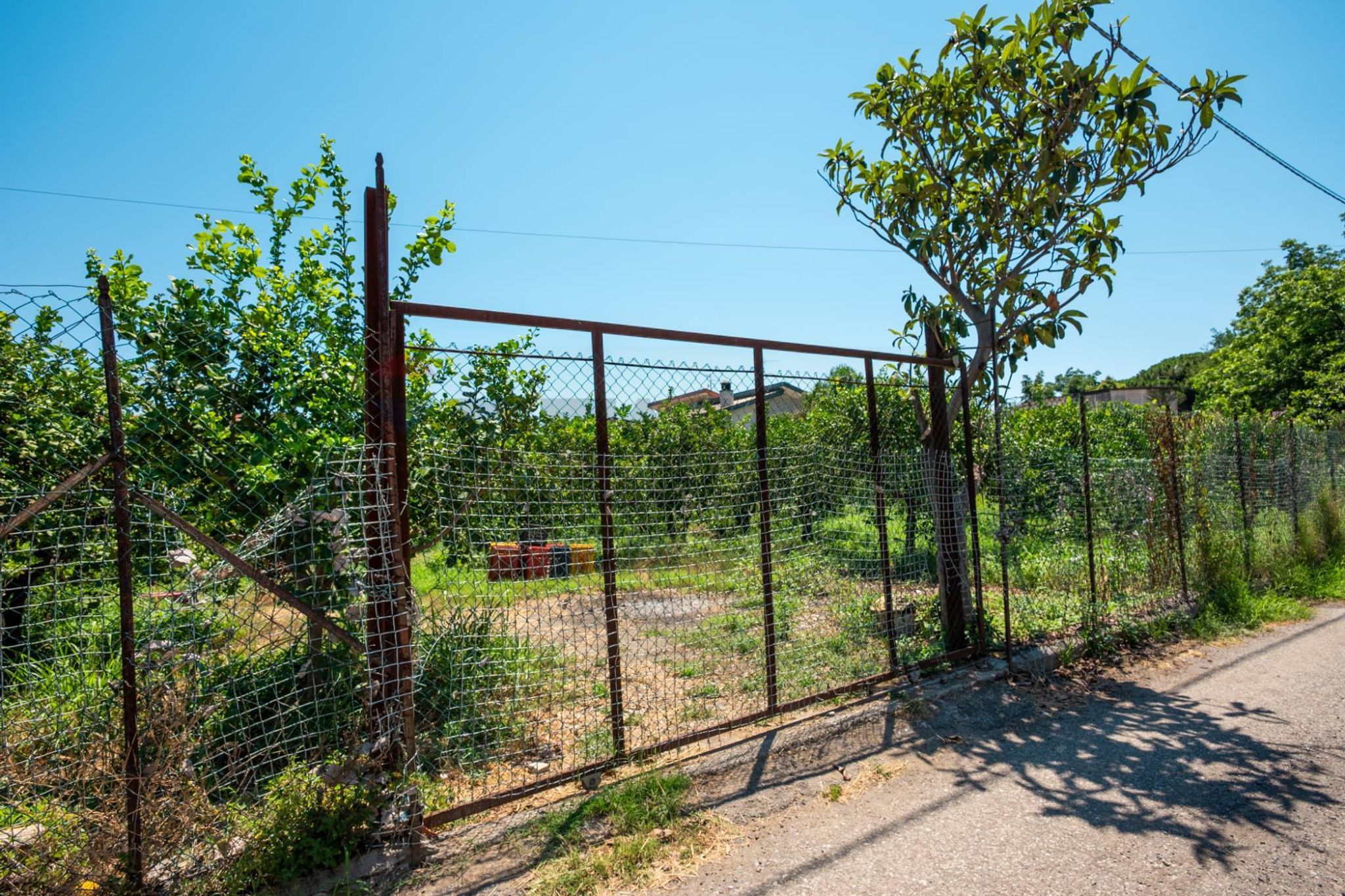 Giardino