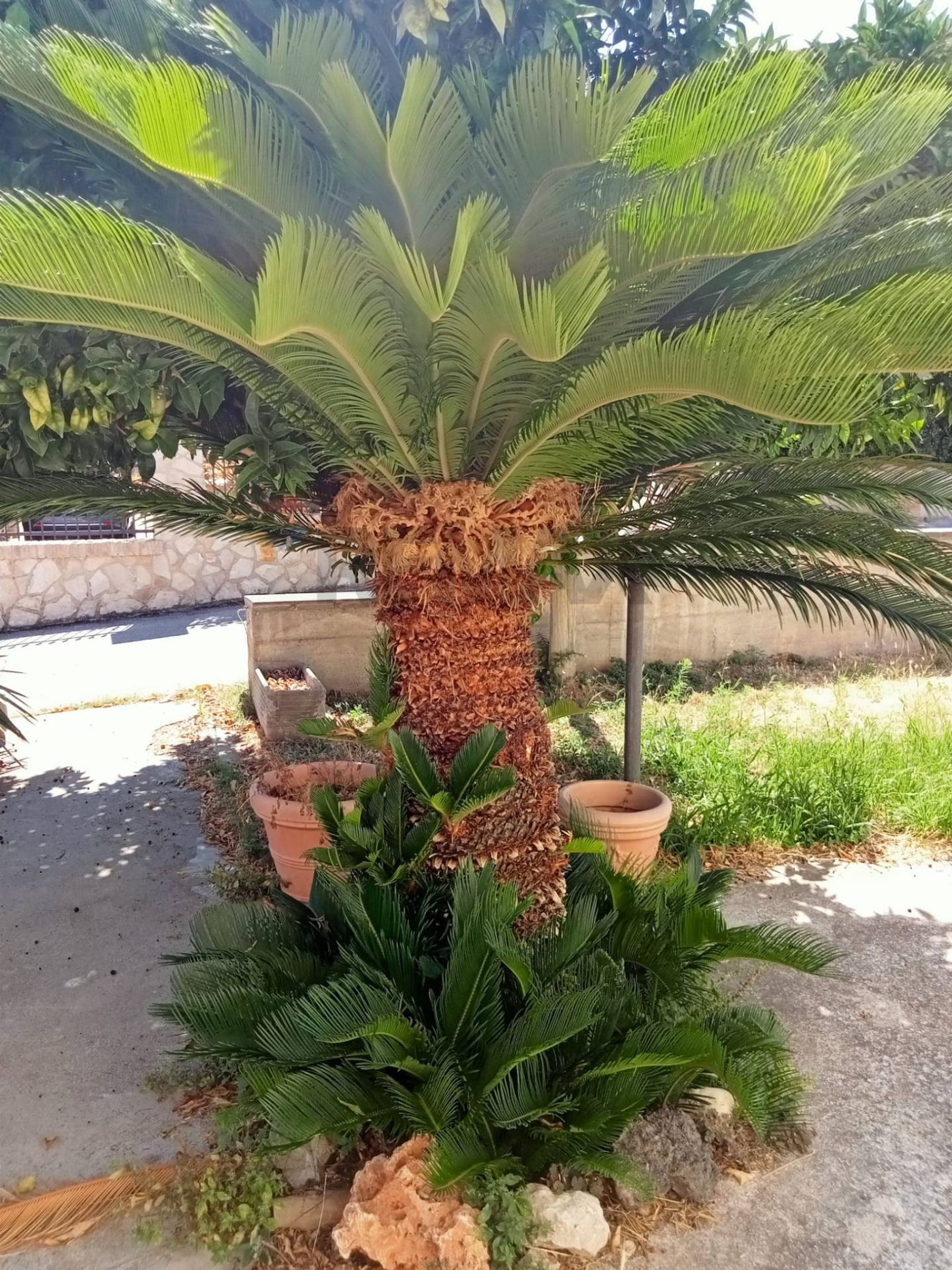 Giardino