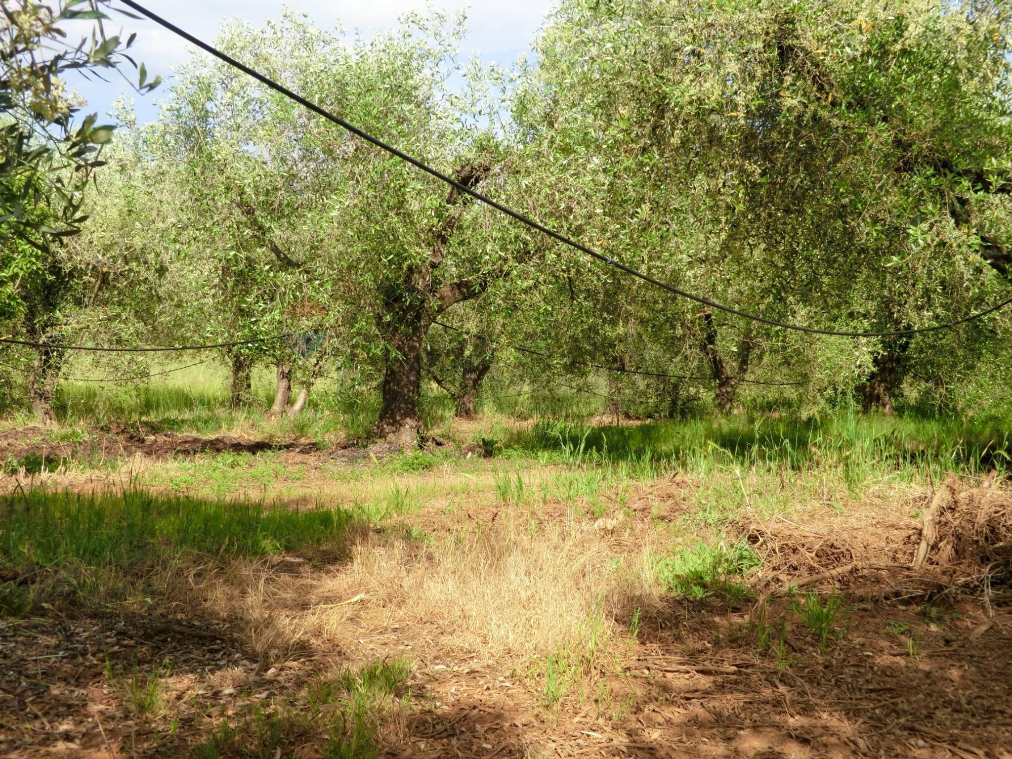 Giardino