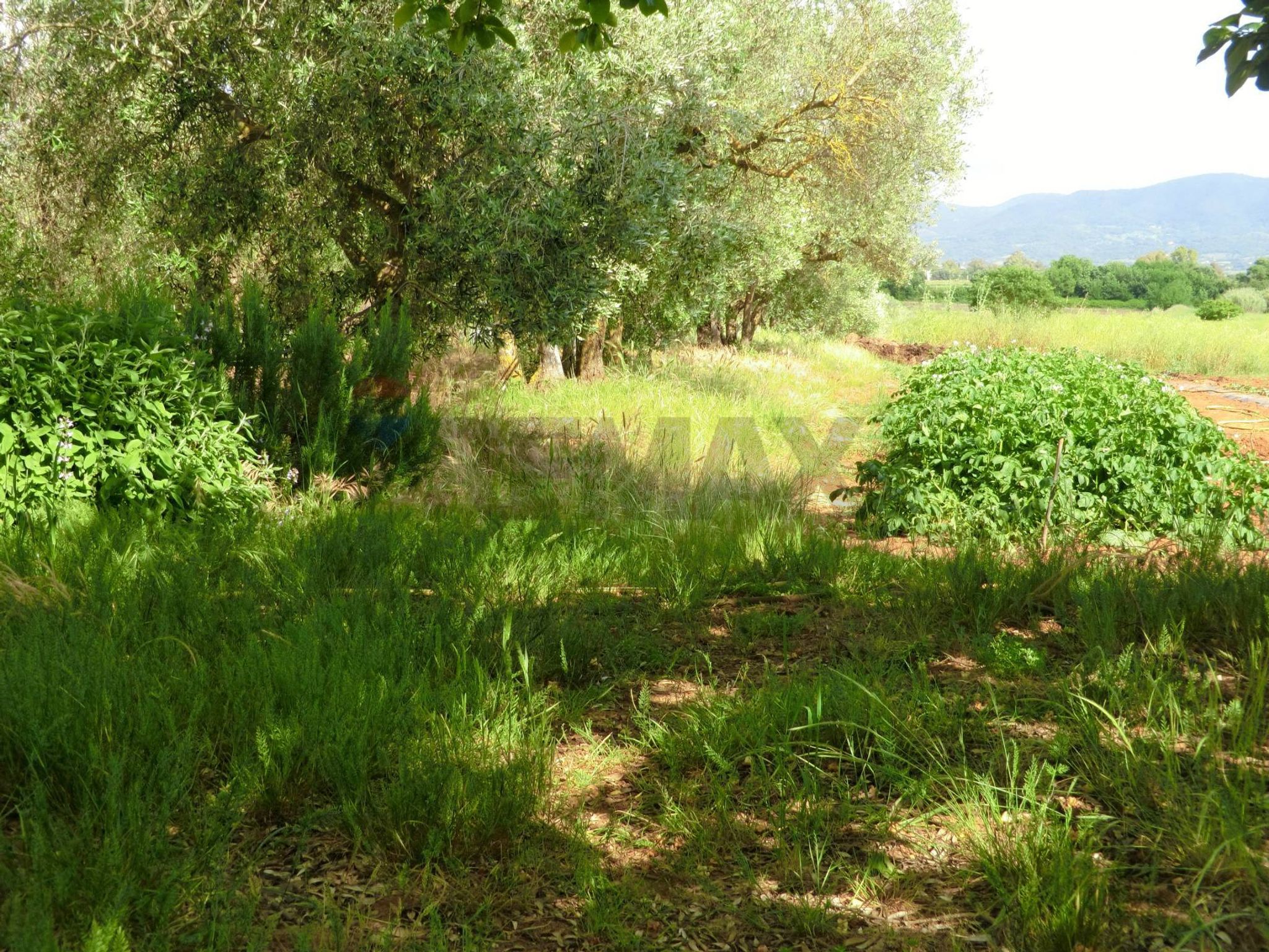 Giardino