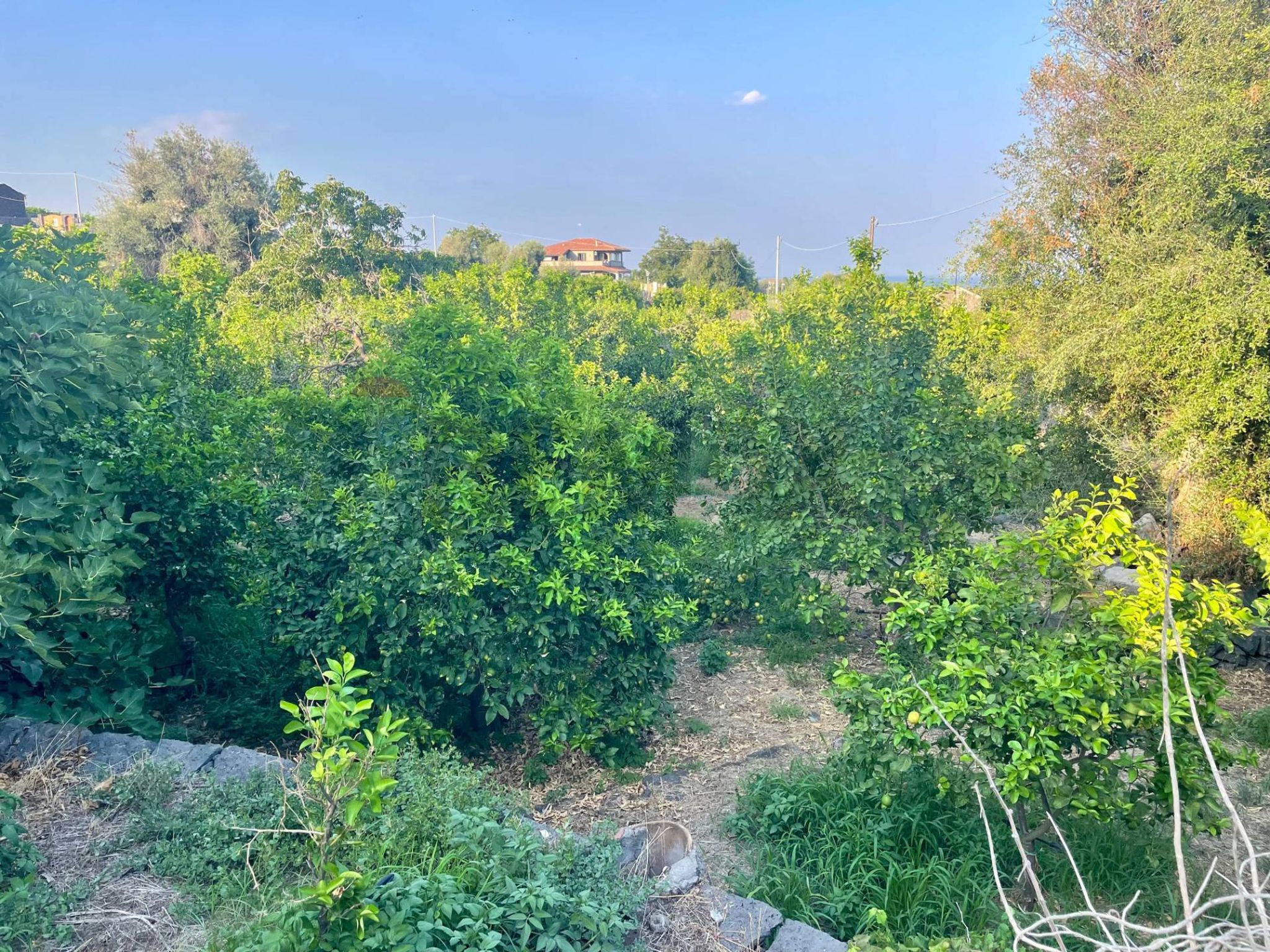 Giardino