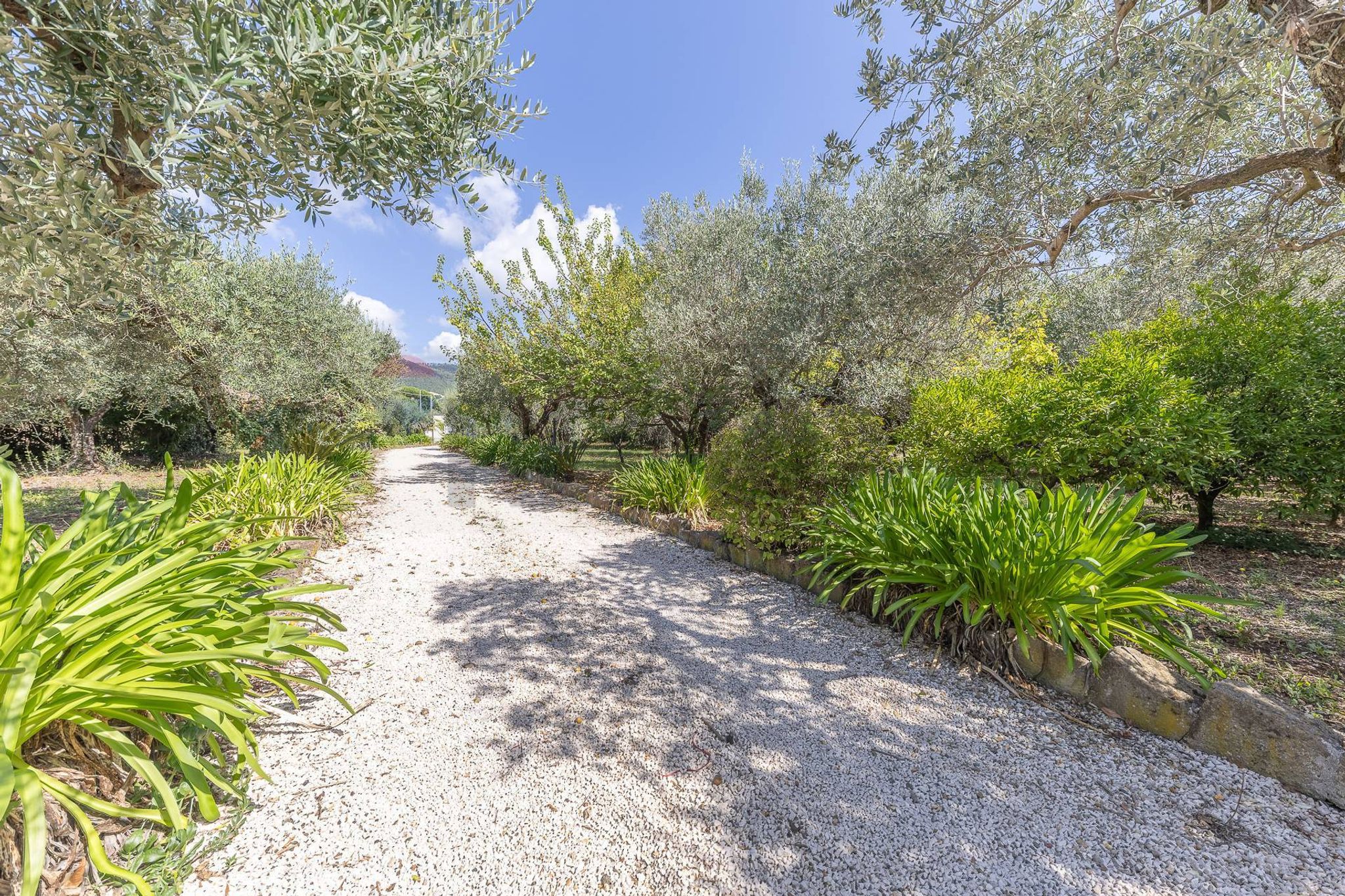 Giardino