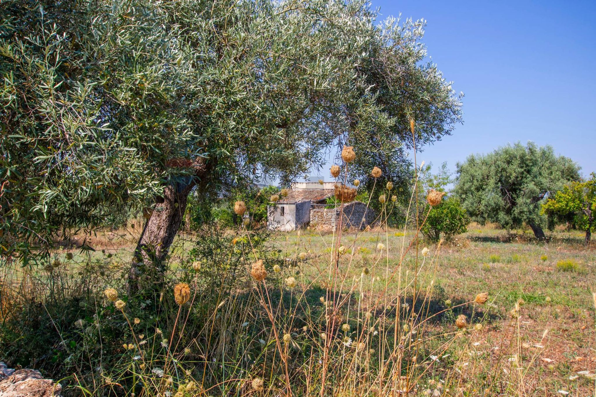 Giardino