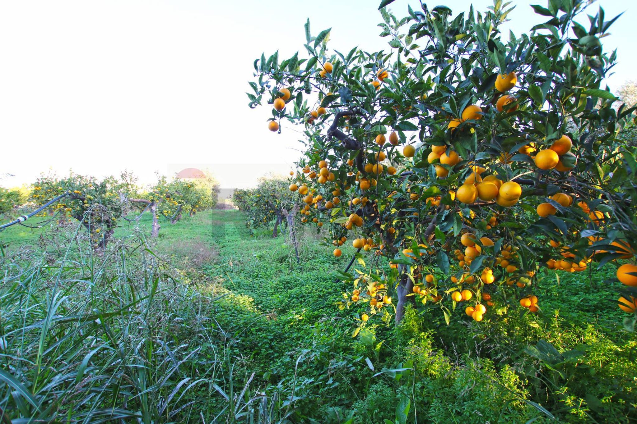 Giardino