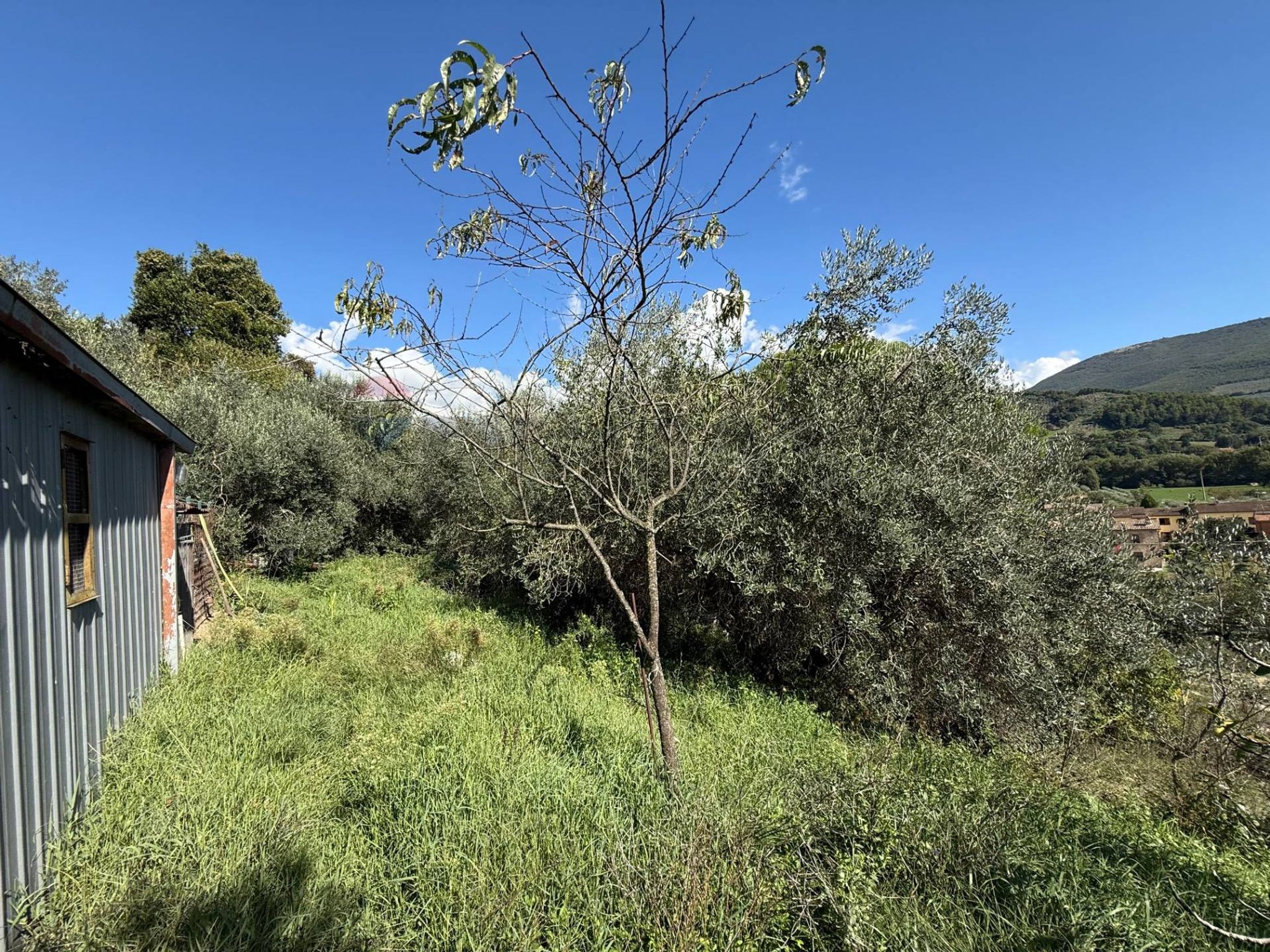 Giardino