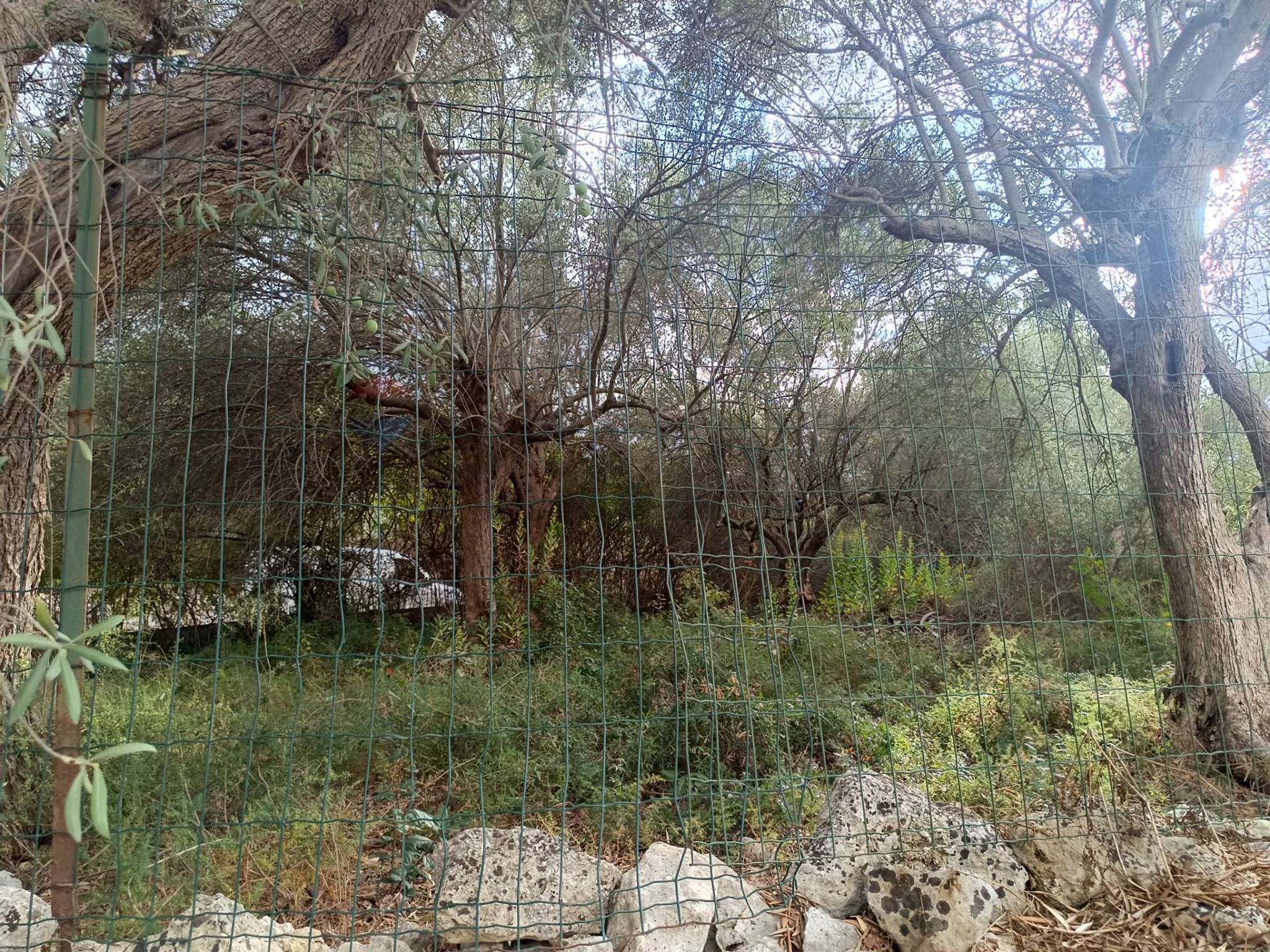 Giardino