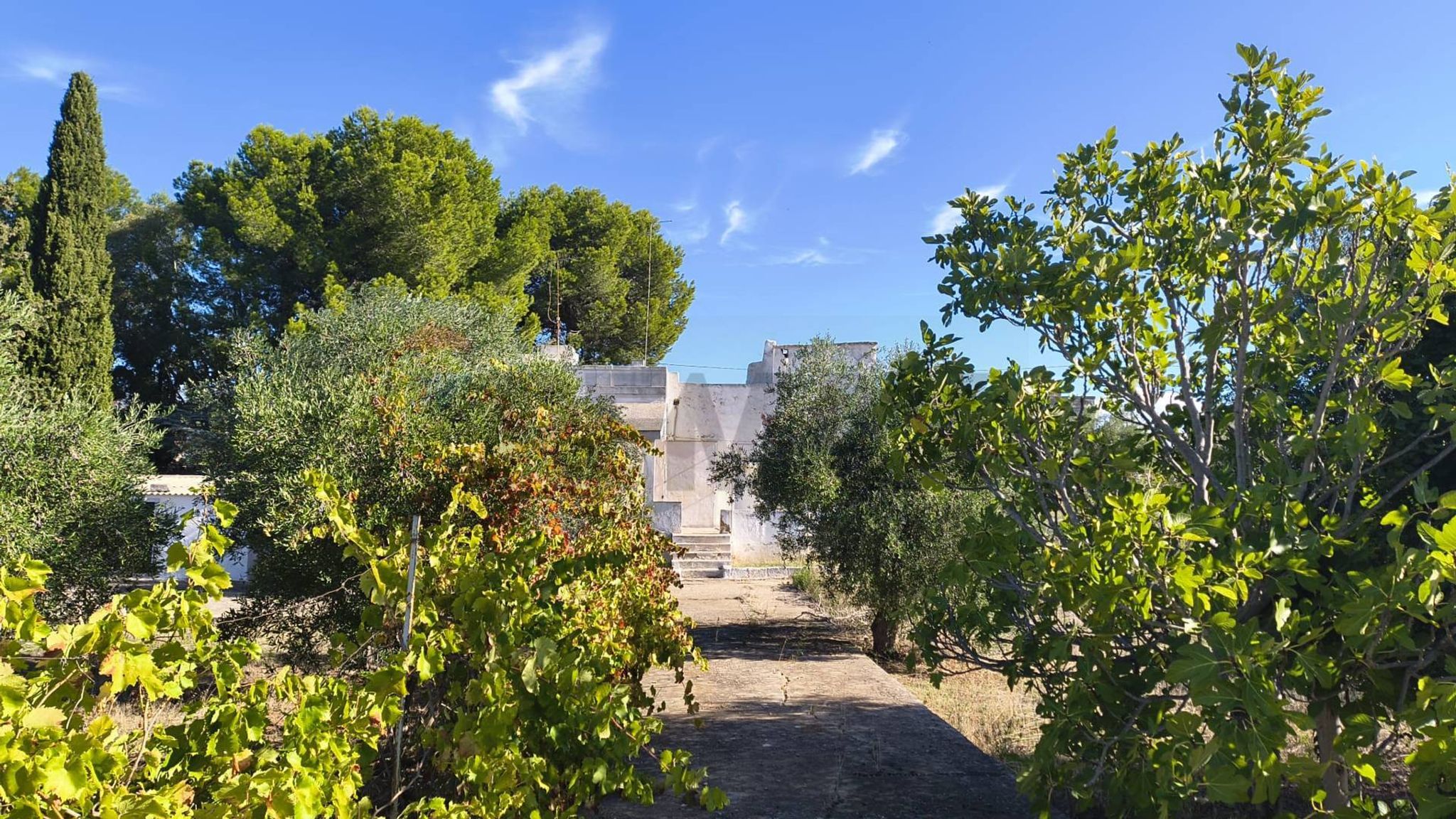 Giardino