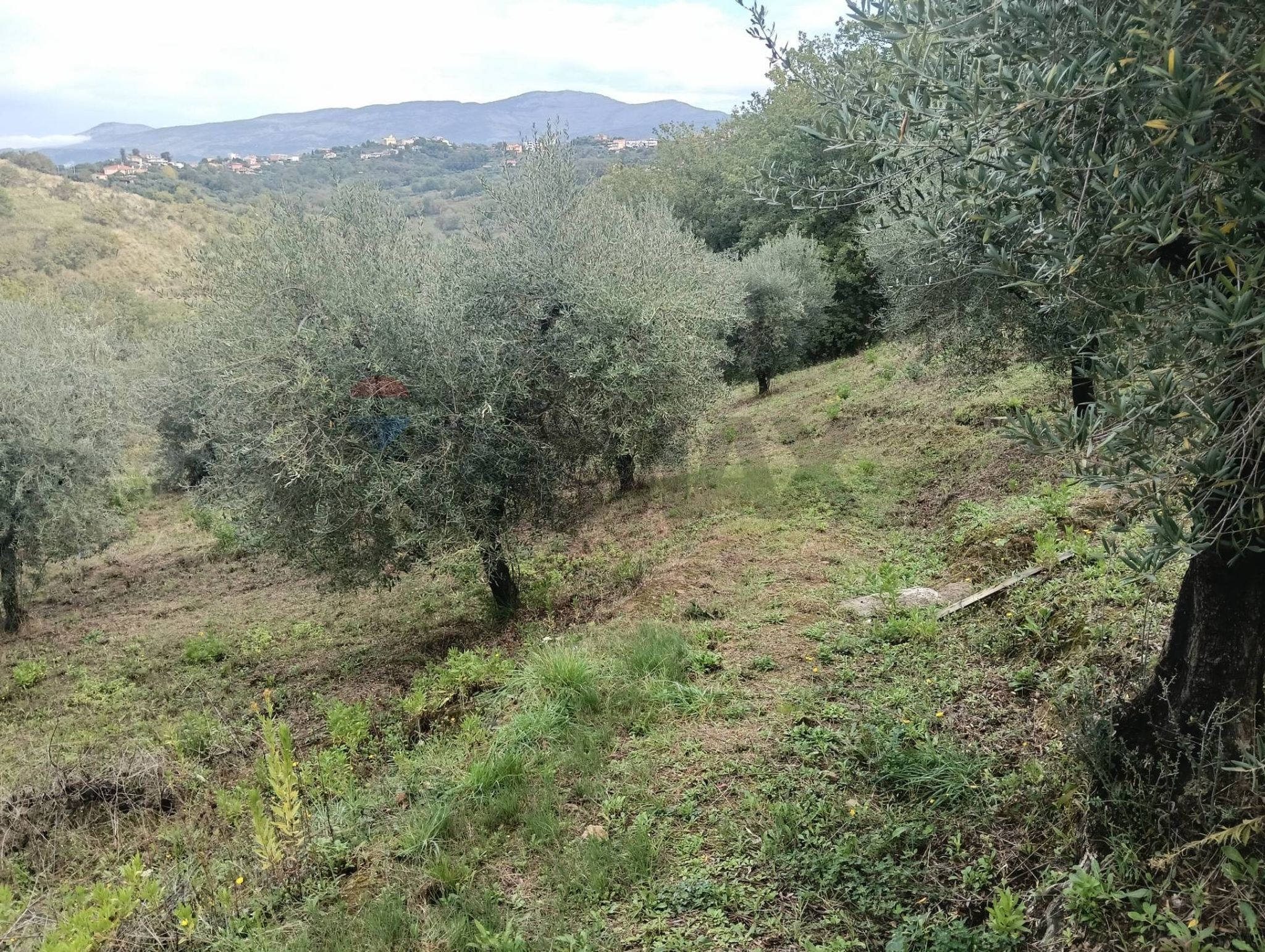 Vista delle montagne