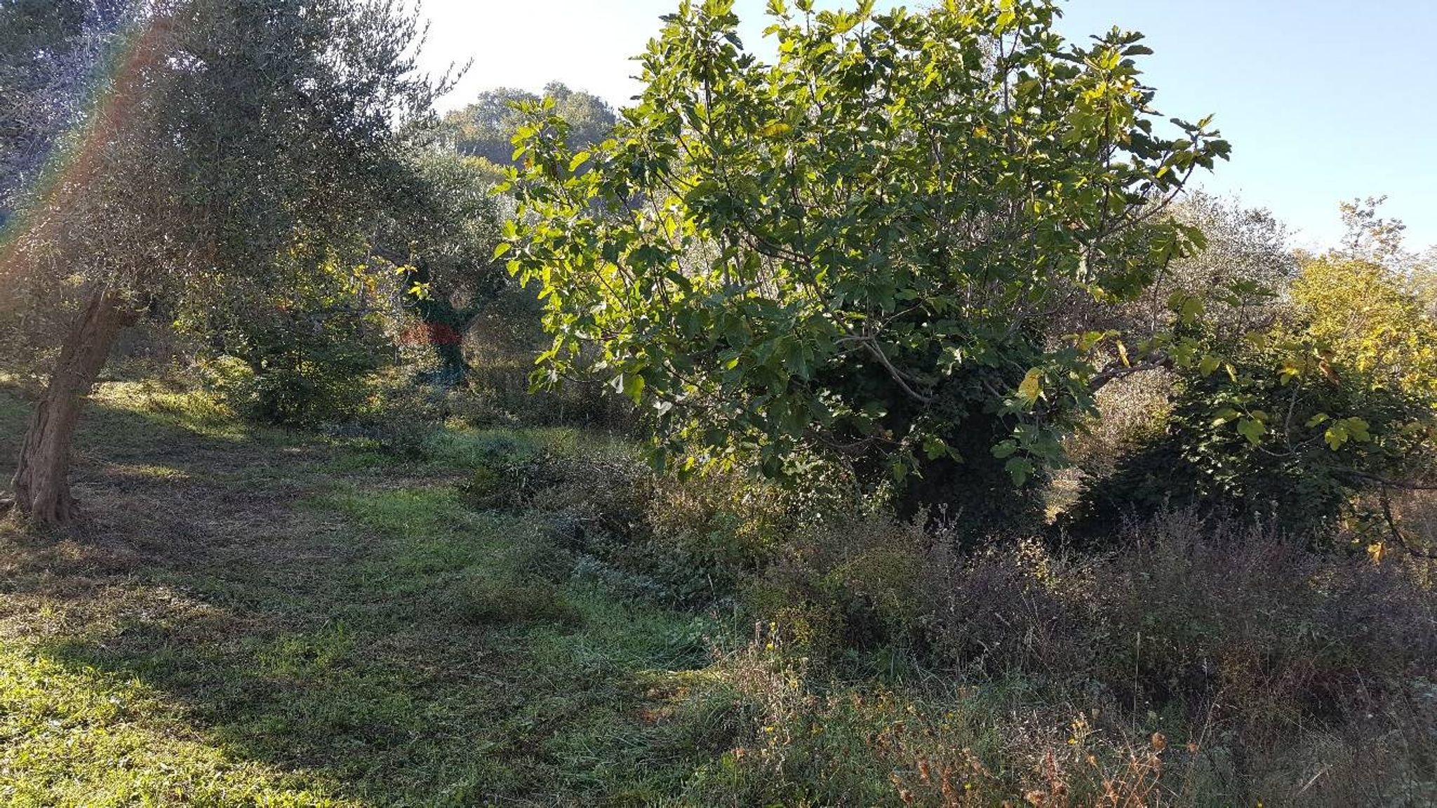 Giardino